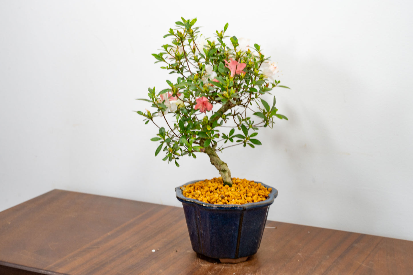 Satsuki Azalea Bonsai