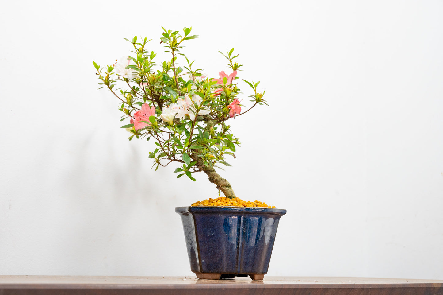 Satsuki Azalea Bonsai