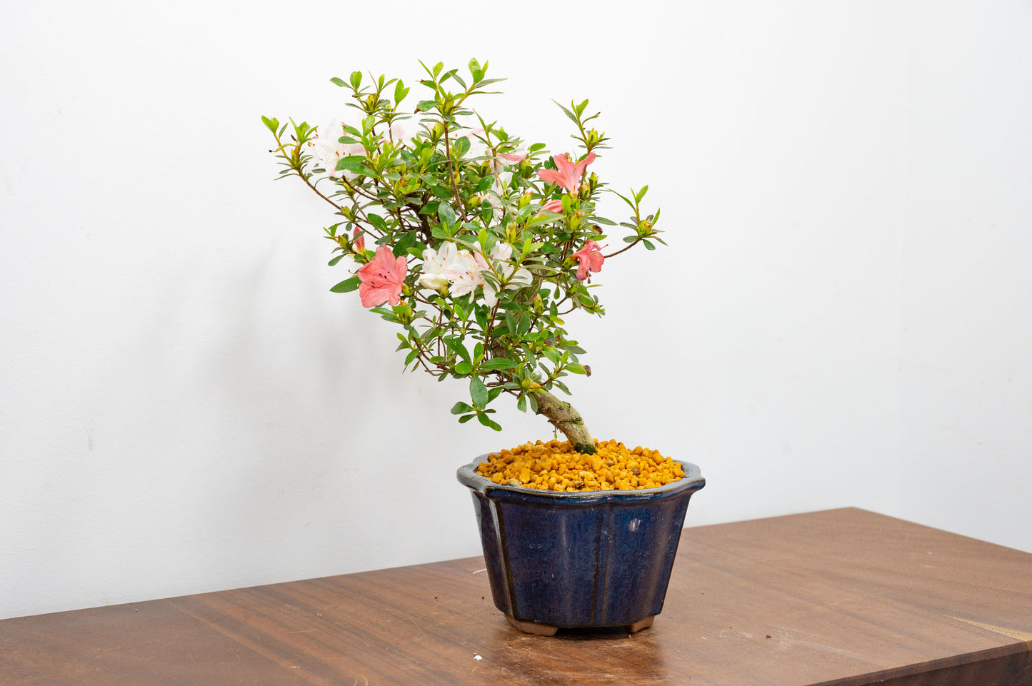 Satsuki Azalea Bonsai