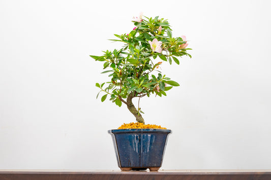 Satsuki Azalea Bonsai