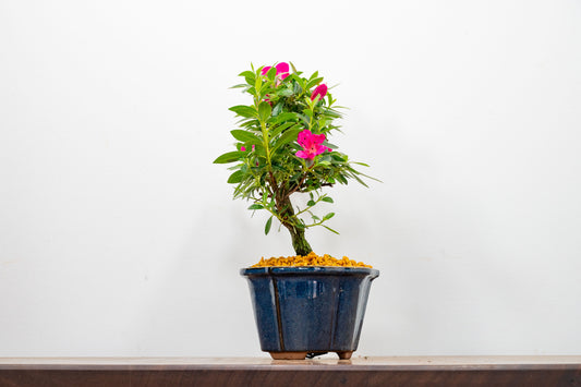 Satsuki Azalea Bonsai