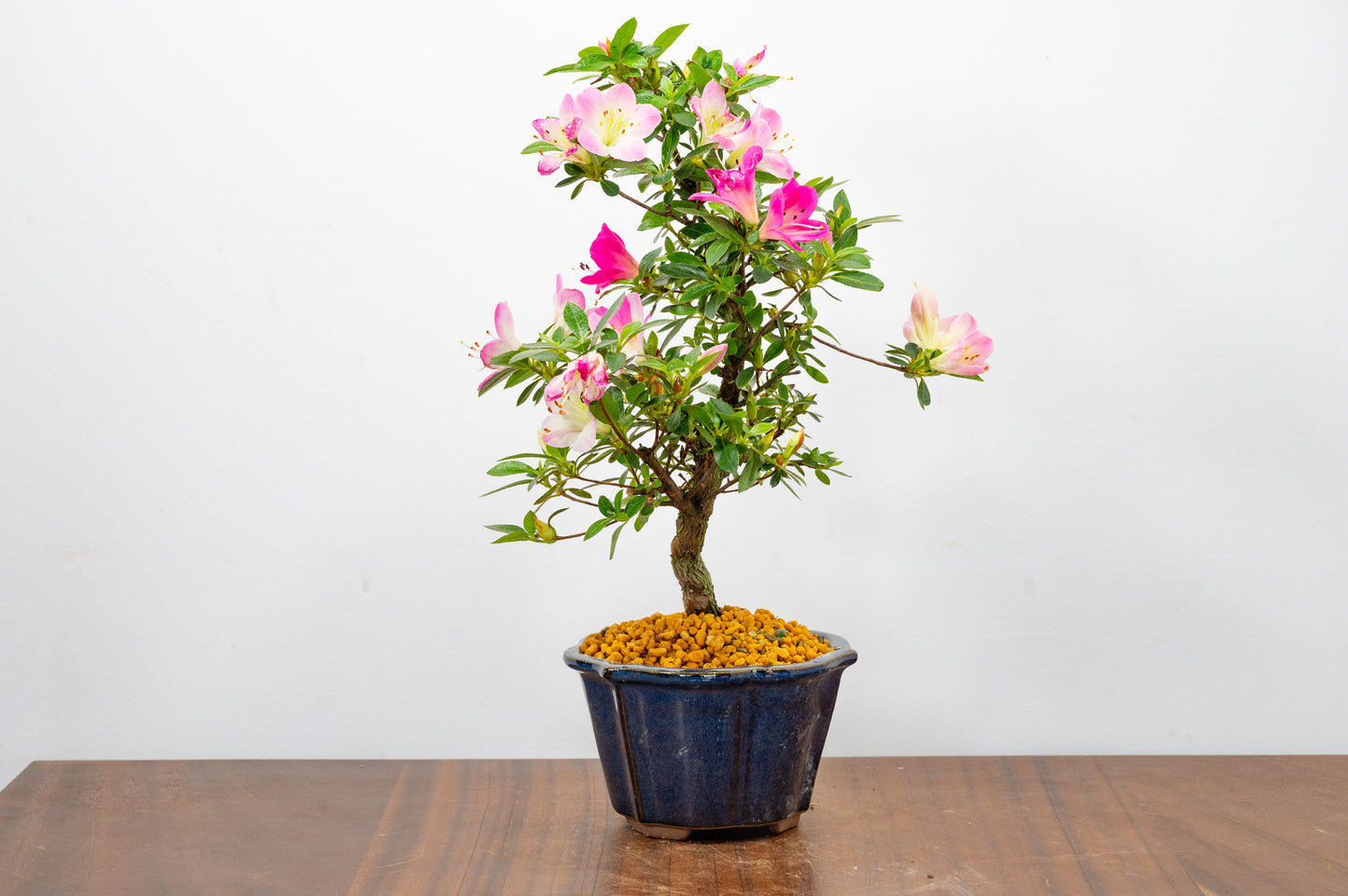 Satsuki Azalea Bonsai