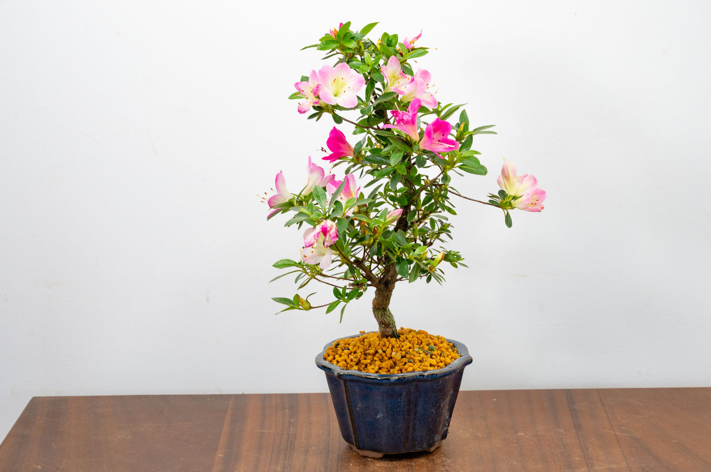 Satsuki Azalea Bonsai