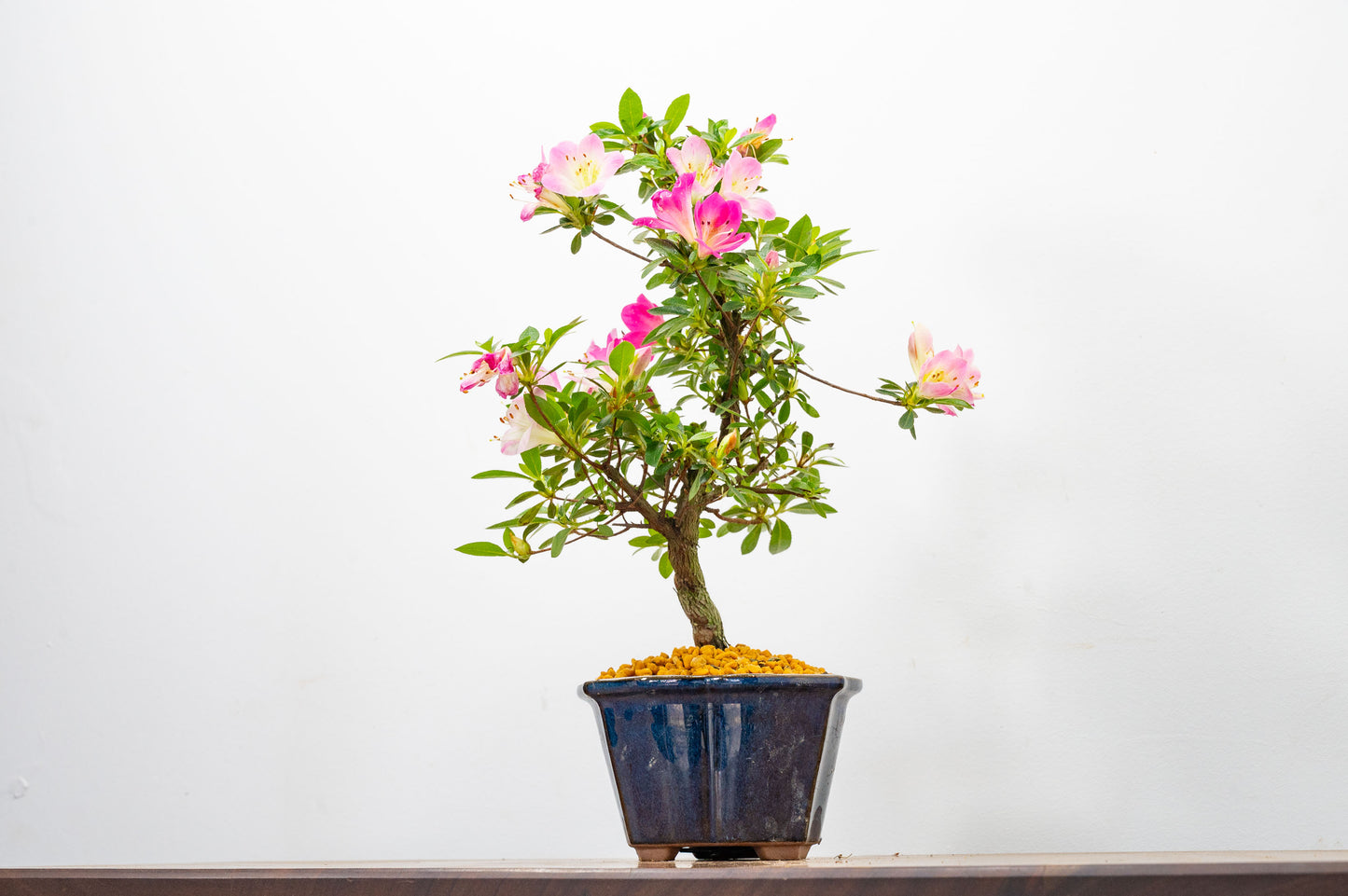 Satsuki Azalea Bonsai