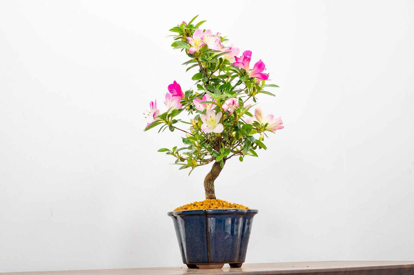 Satsuki Azalea Bonsai