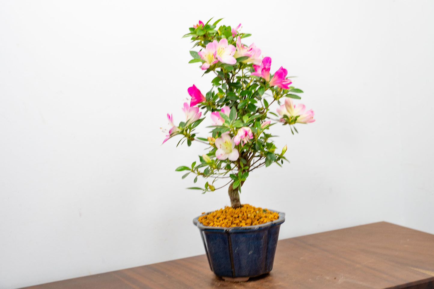 Satsuki Azalea Bonsai