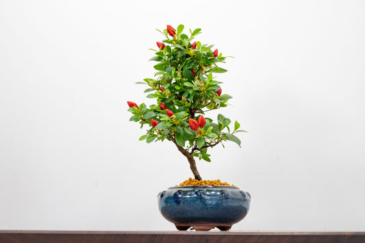 Satsuki Azalea Bonsai