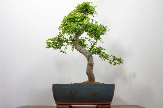 Large Chinese Elm Bonsai in 35cm Chinese Blue Ceramic Pot