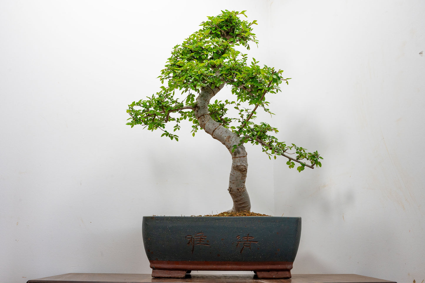 Large Chinese Elm Bonsai in 35cm Chinese Blue Ceramic Pot