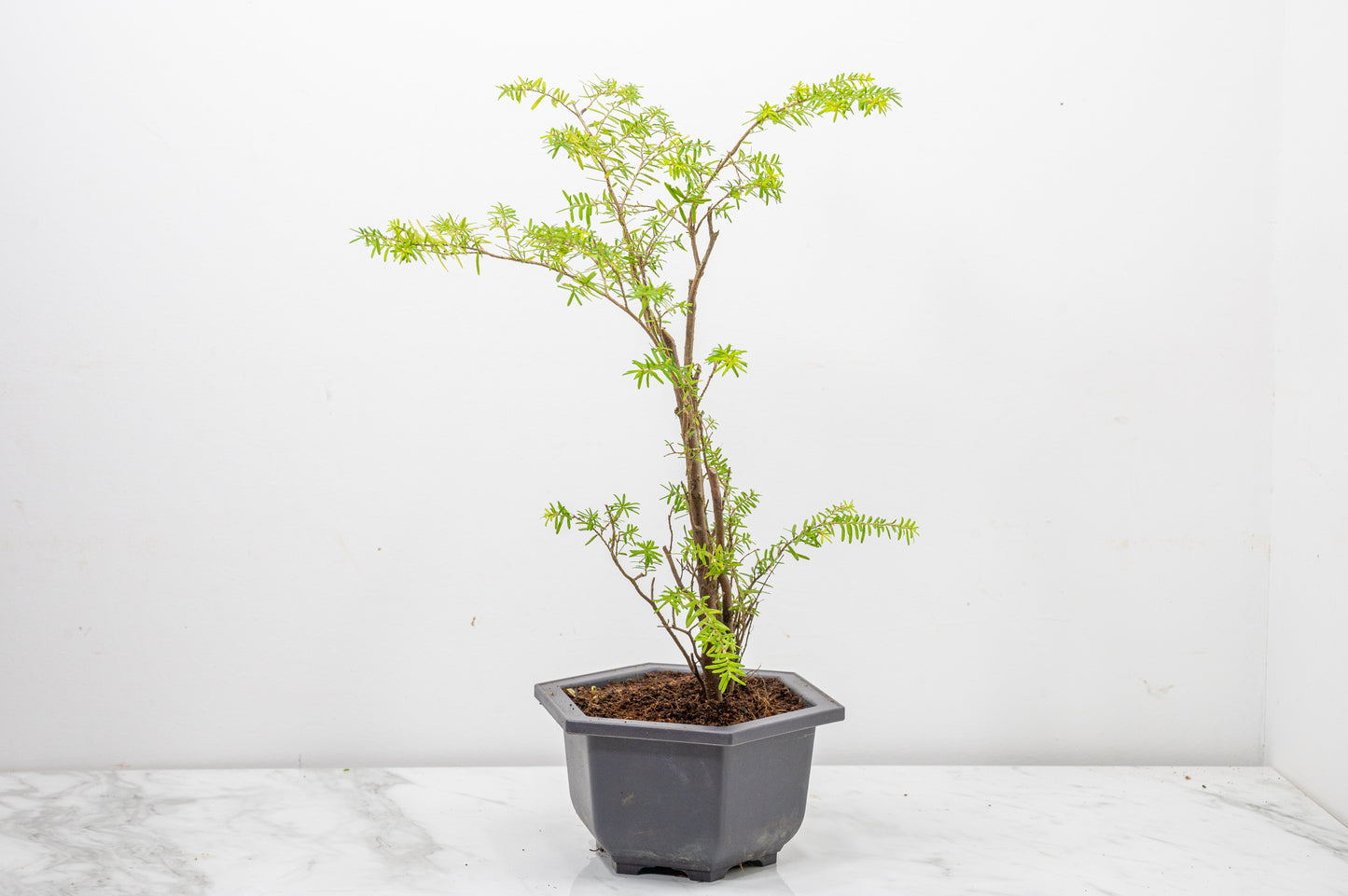 Hemlock - Tsuga STARTER Bonsai
