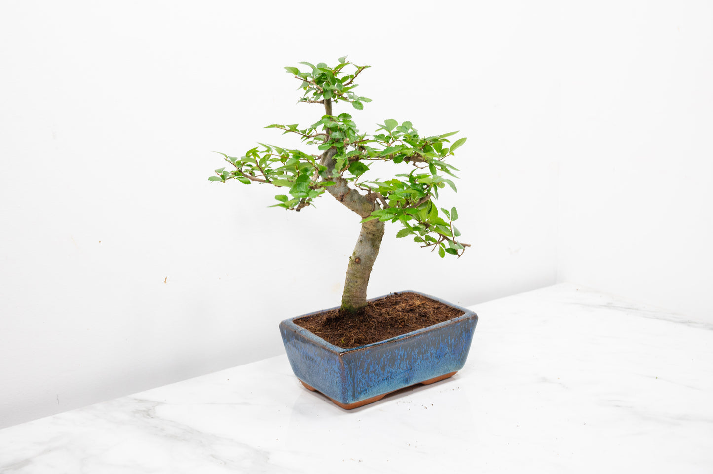 Chinese Elm Bonsai and Care Kit in 15cm Navy Ceramic Pot