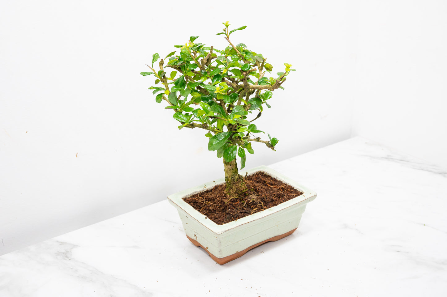 Fukien Tea Tree Bonsai 'Broom Style' - 15cm Cream Ceramic Pot