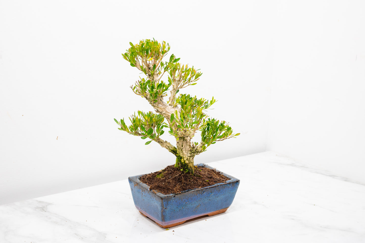 Chinese Box Bonsai Tree Informal Style - 15cm Blue Ceramic Pot