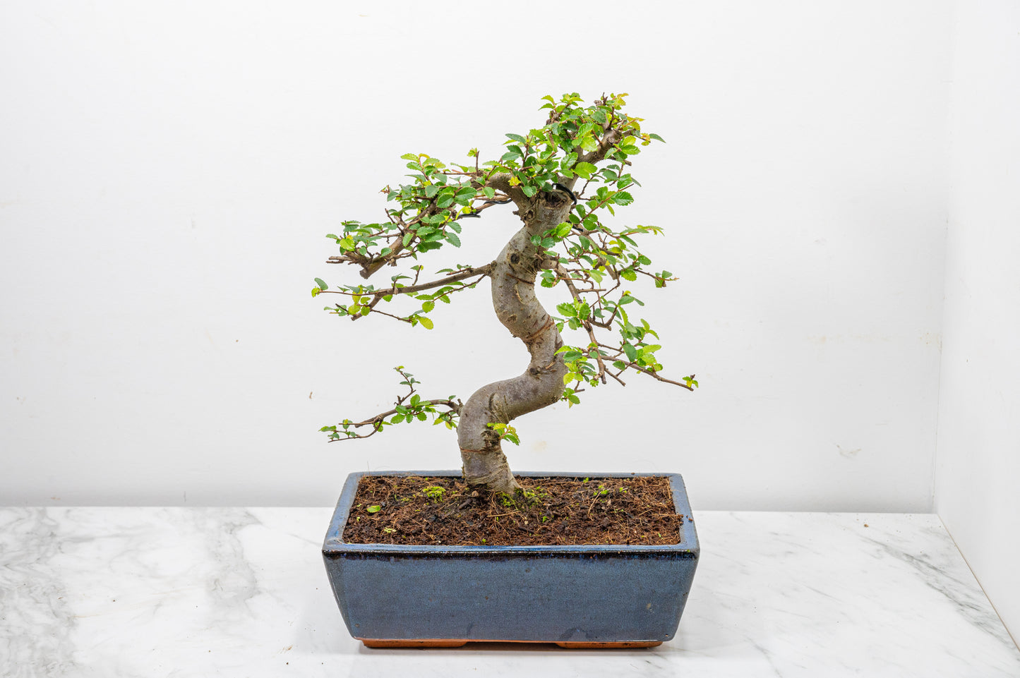 Chinese Elm Bonsai and Care Kit in 25cm Navy Ceramic Pot