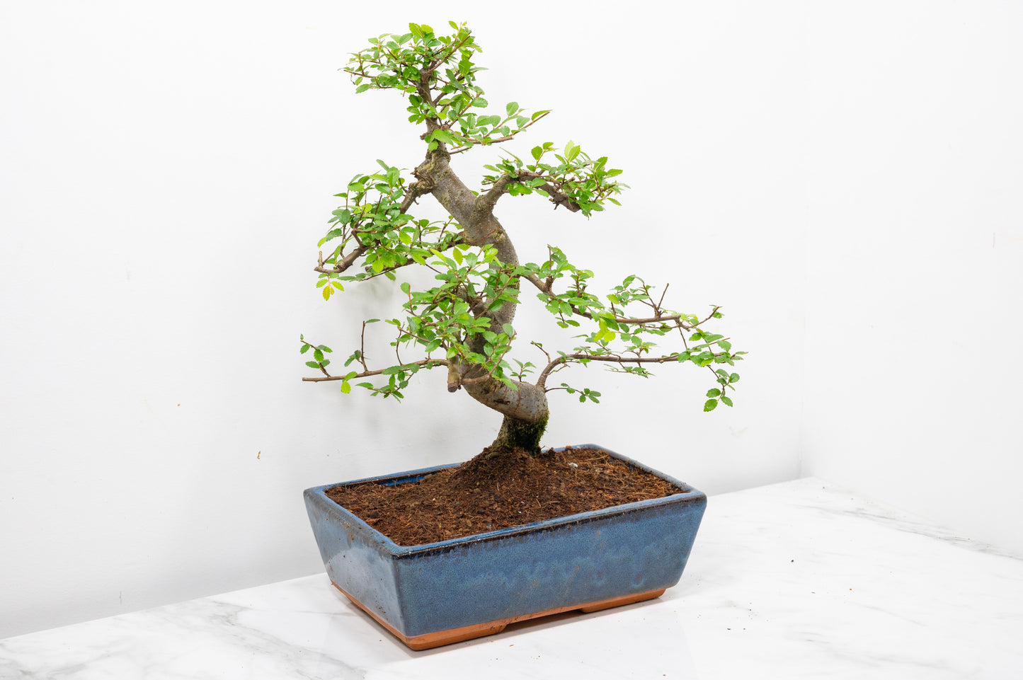 Chinese Elm Bonsai and Care Kit in 25cm Navy Ceramic Pot