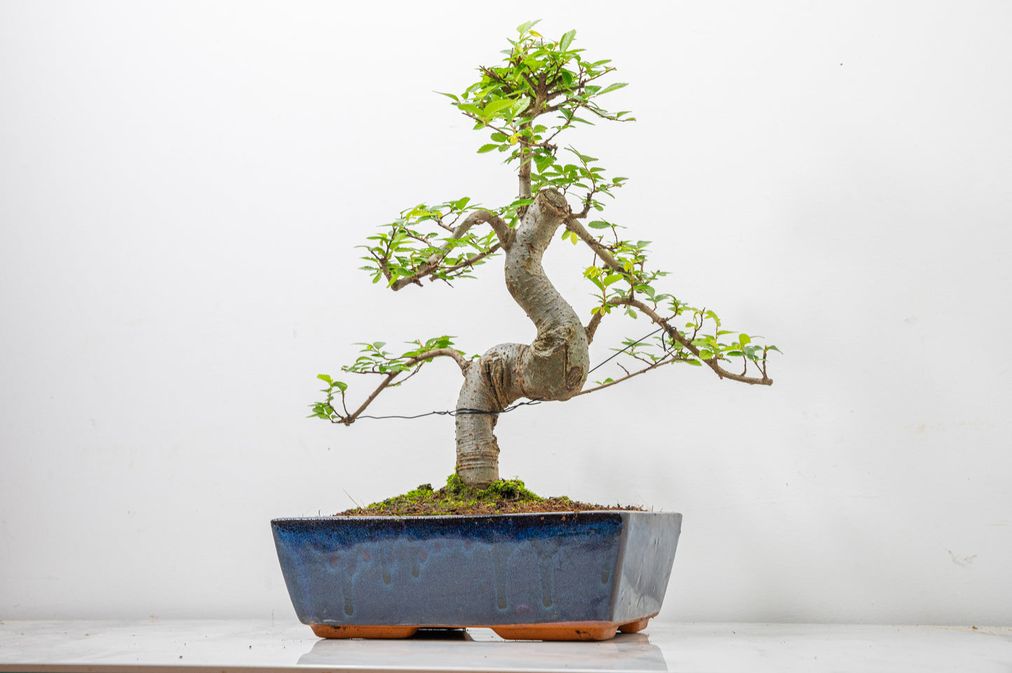 Chinese Elm Bonsai and Care Kit in 25cm Navy Ceramic Pot