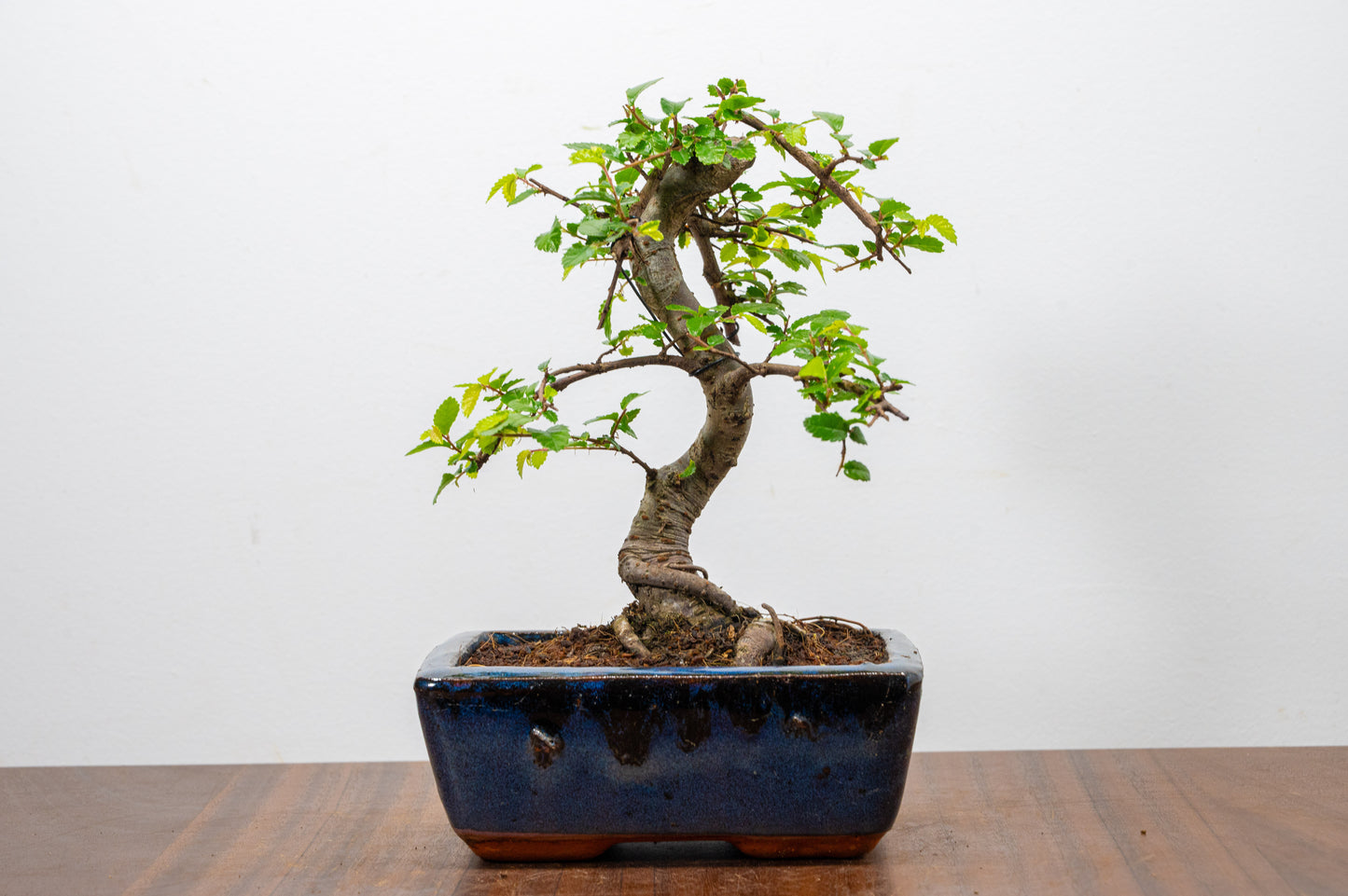 Chinese Elm Bonsai and Care Kit in 15cm Navy Ceramic Pot