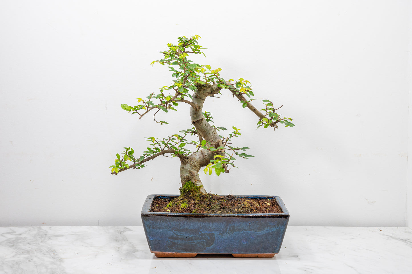 Chinese Elm Bonsai and Care Kit in 25cm Navy Ceramic Pot