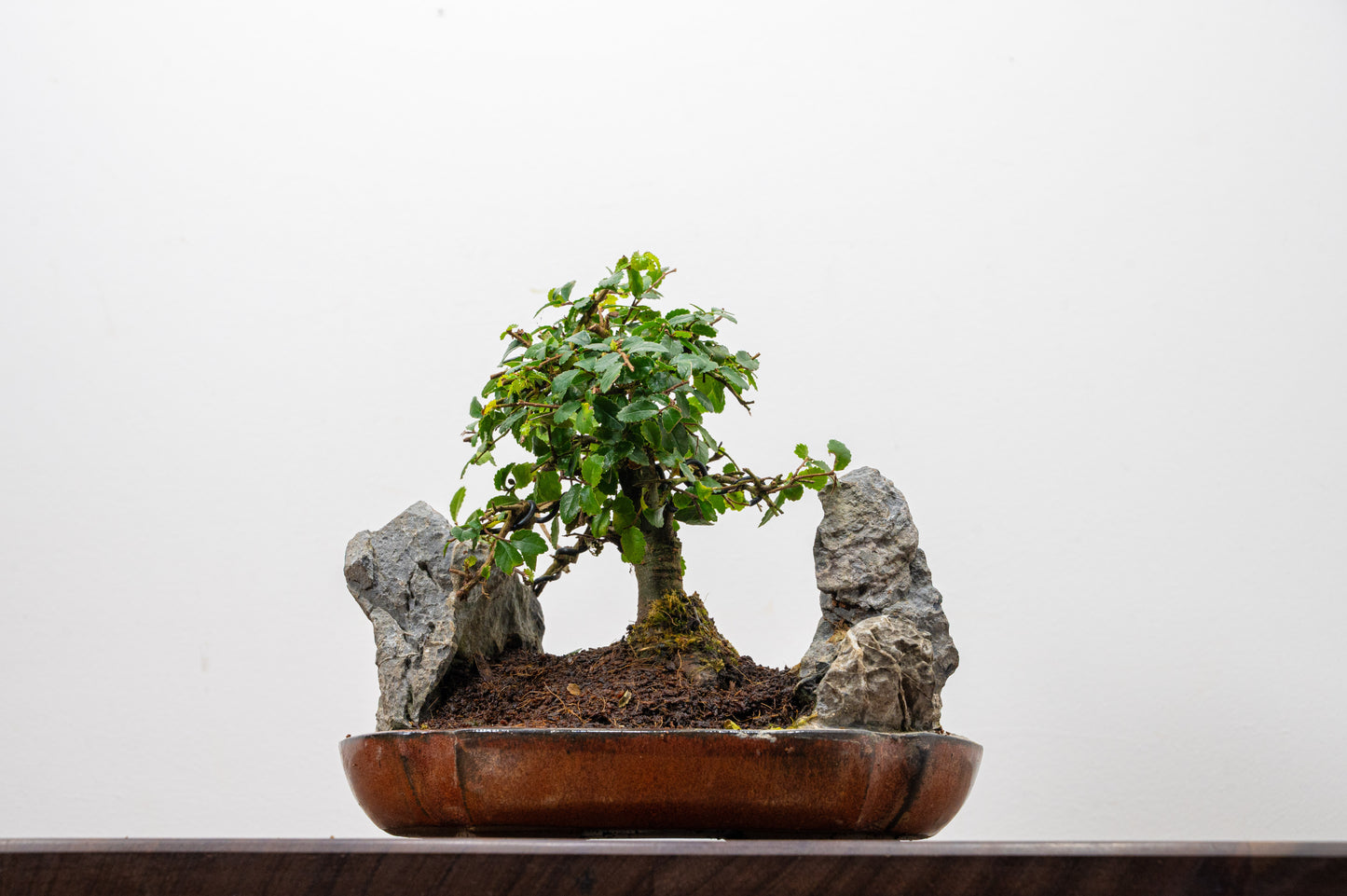 Chinese Elm / Rock Planting Bonsai & Care Kit in 22cm Ceramic Dish