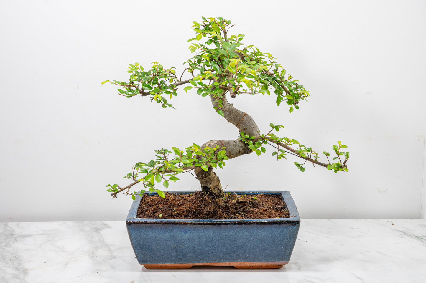 Chinese Elm Bonsai and Care Kit in 25cm Navy Ceramic Pot