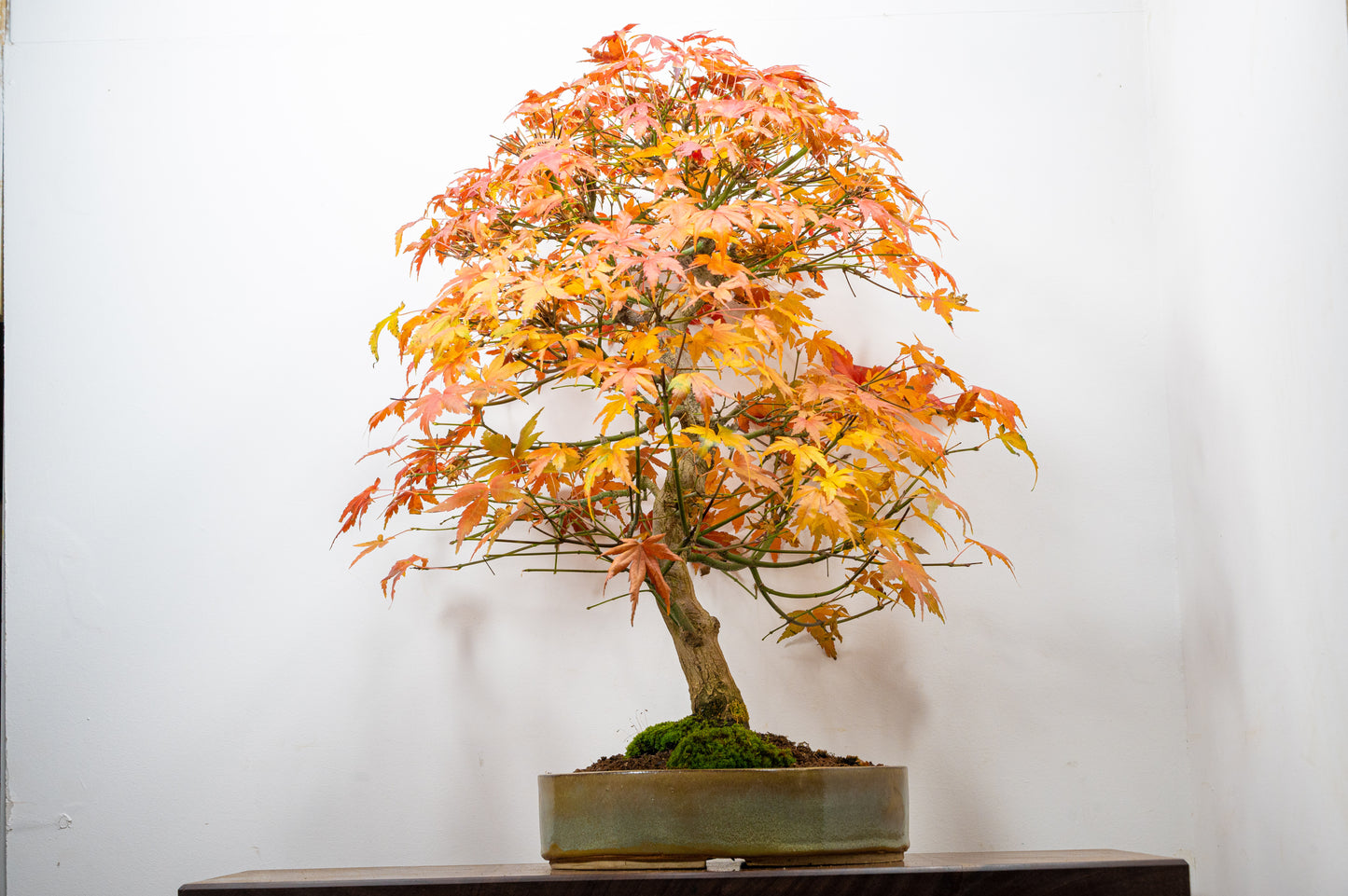 Japanese Mountain Maple Bonsai