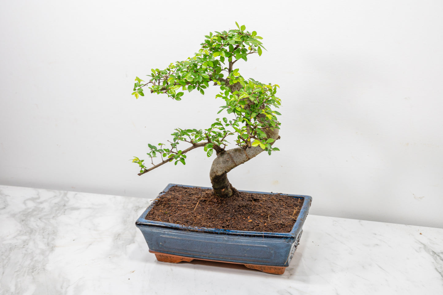 Chinese Elm Bonsai and Care Kit in 25cm Navy Ceramic Pot