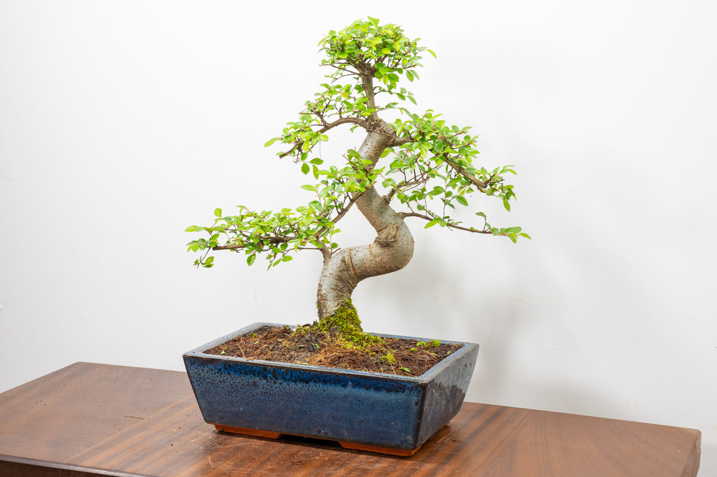 Chinese Elm Bonsai and Care Kit in 25cm Navy Ceramic Pot