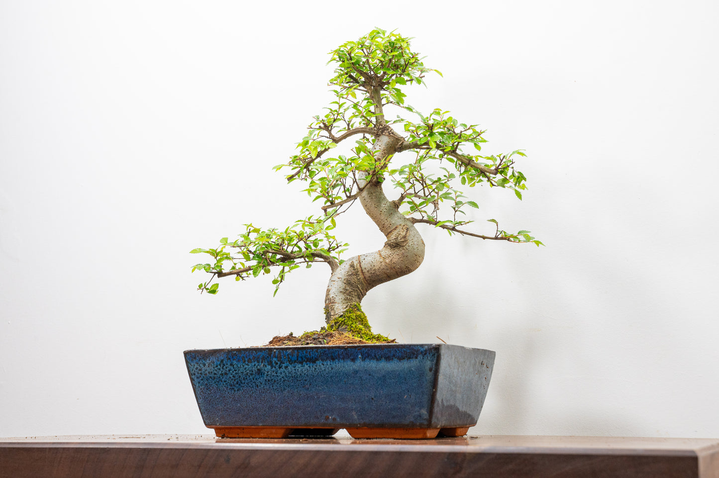 Chinese Elm Bonsai and Care Kit in 25cm Navy Ceramic Pot