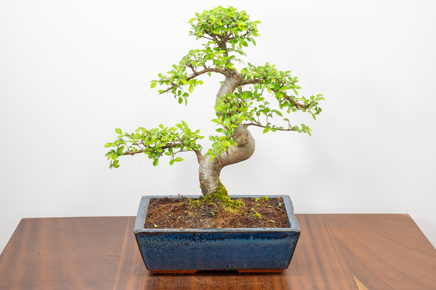 Chinese Elm Bonsai and Care Kit in 25cm Navy Ceramic Pot