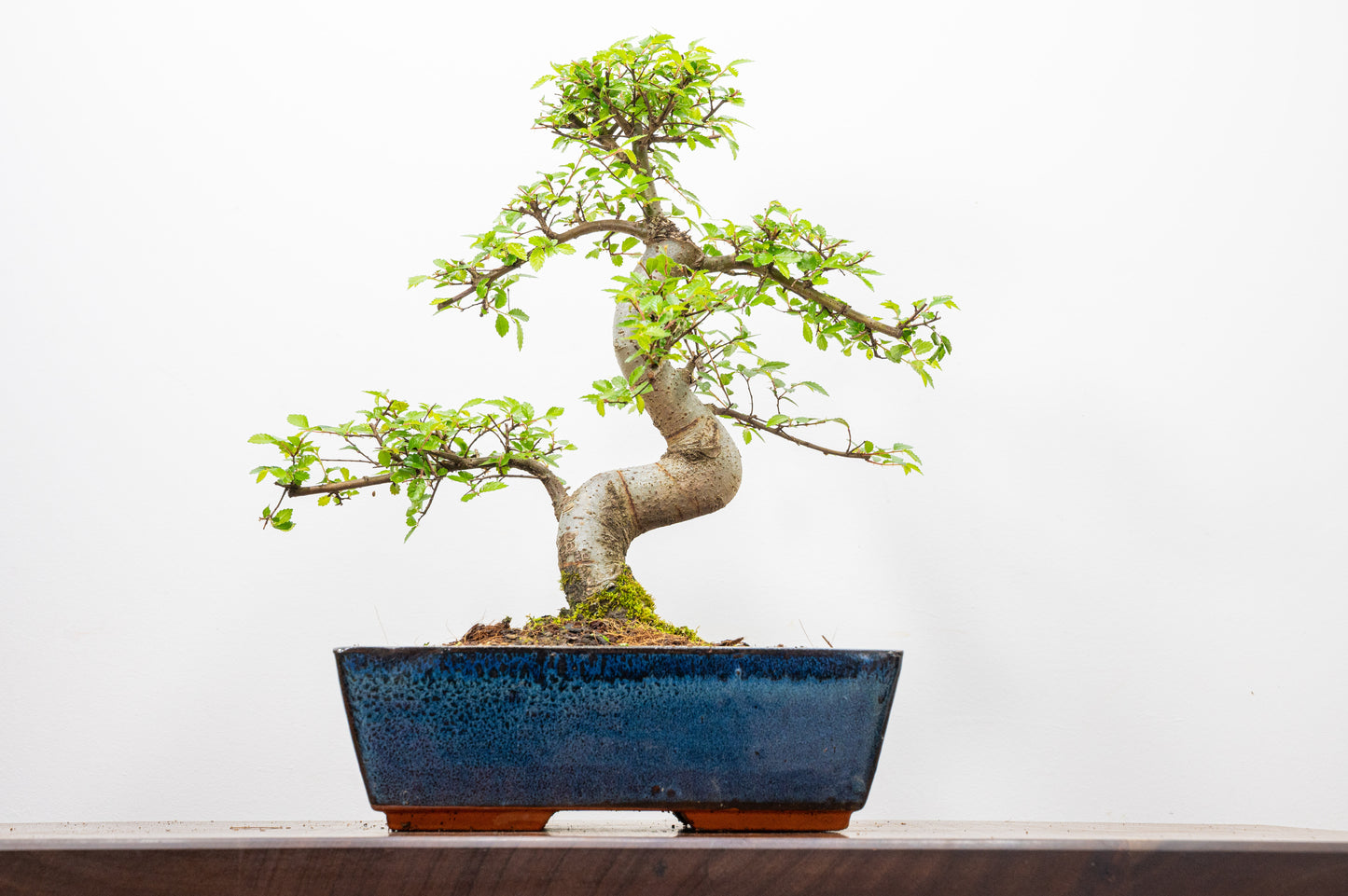 Chinese Elm Bonsai and Care Kit in 25cm Navy Ceramic Pot