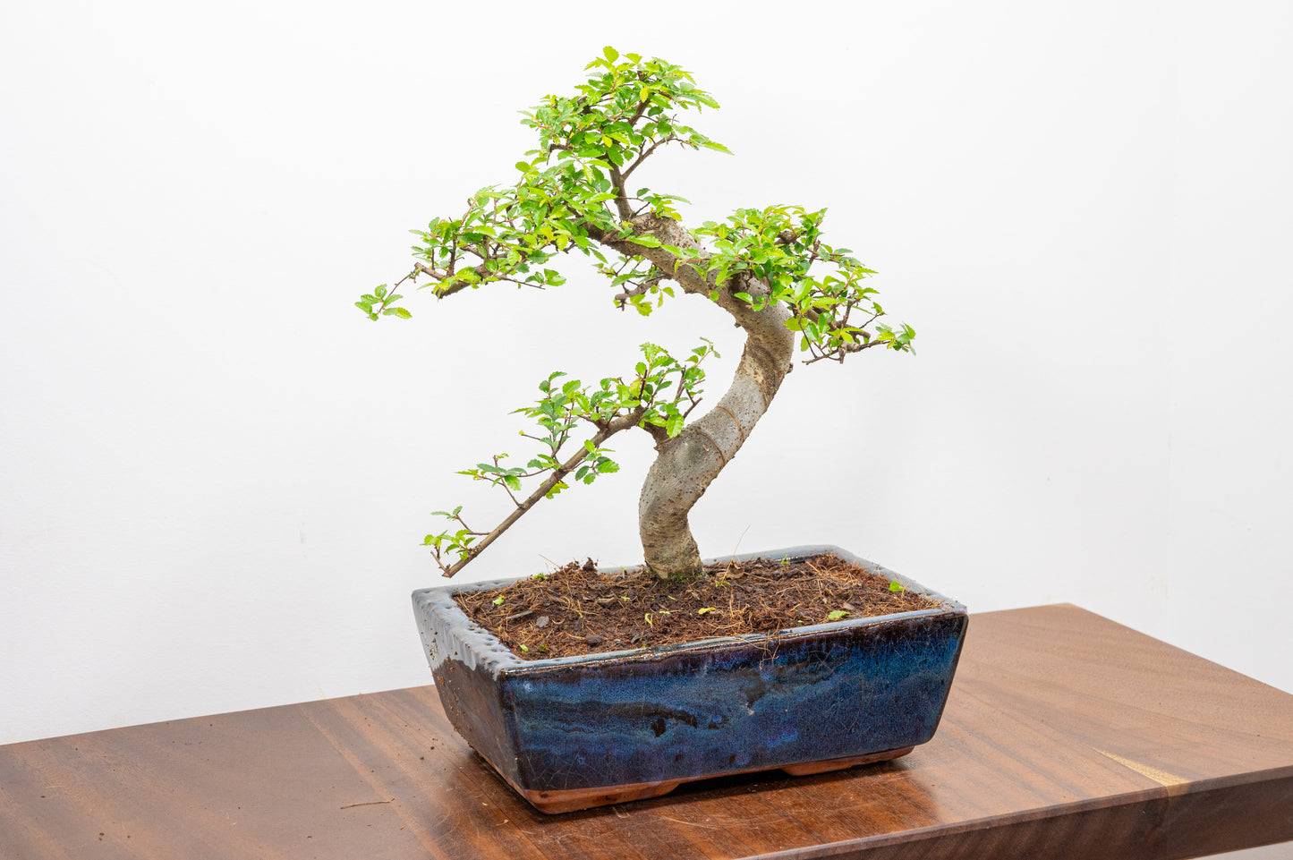 Chinese Elm Bonsai and Care Kit in 25cm Navy Ceramic Pot