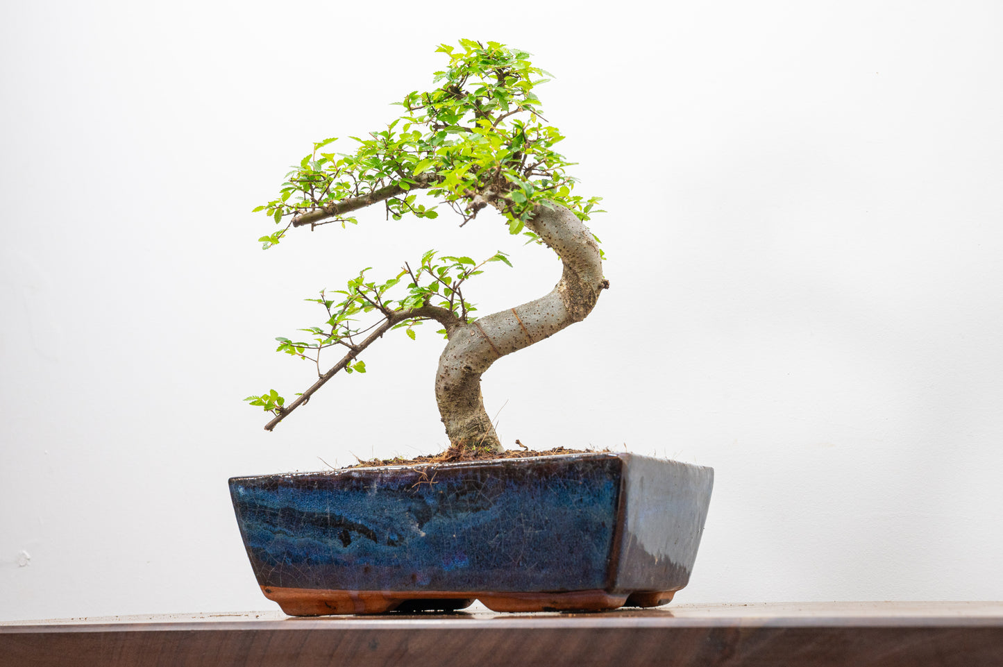 Chinese Elm Bonsai and Care Kit in 25cm Navy Ceramic Pot