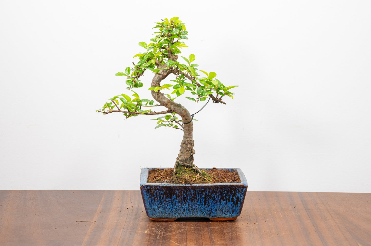 Chinese Elm Bonsai and Care Kit in 15cm Navy Ceramic Pot