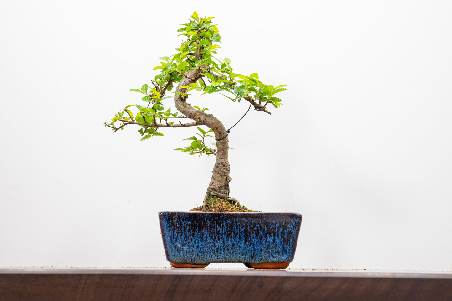 Chinese Elm Bonsai and Care Kit in 15cm Navy Ceramic Pot