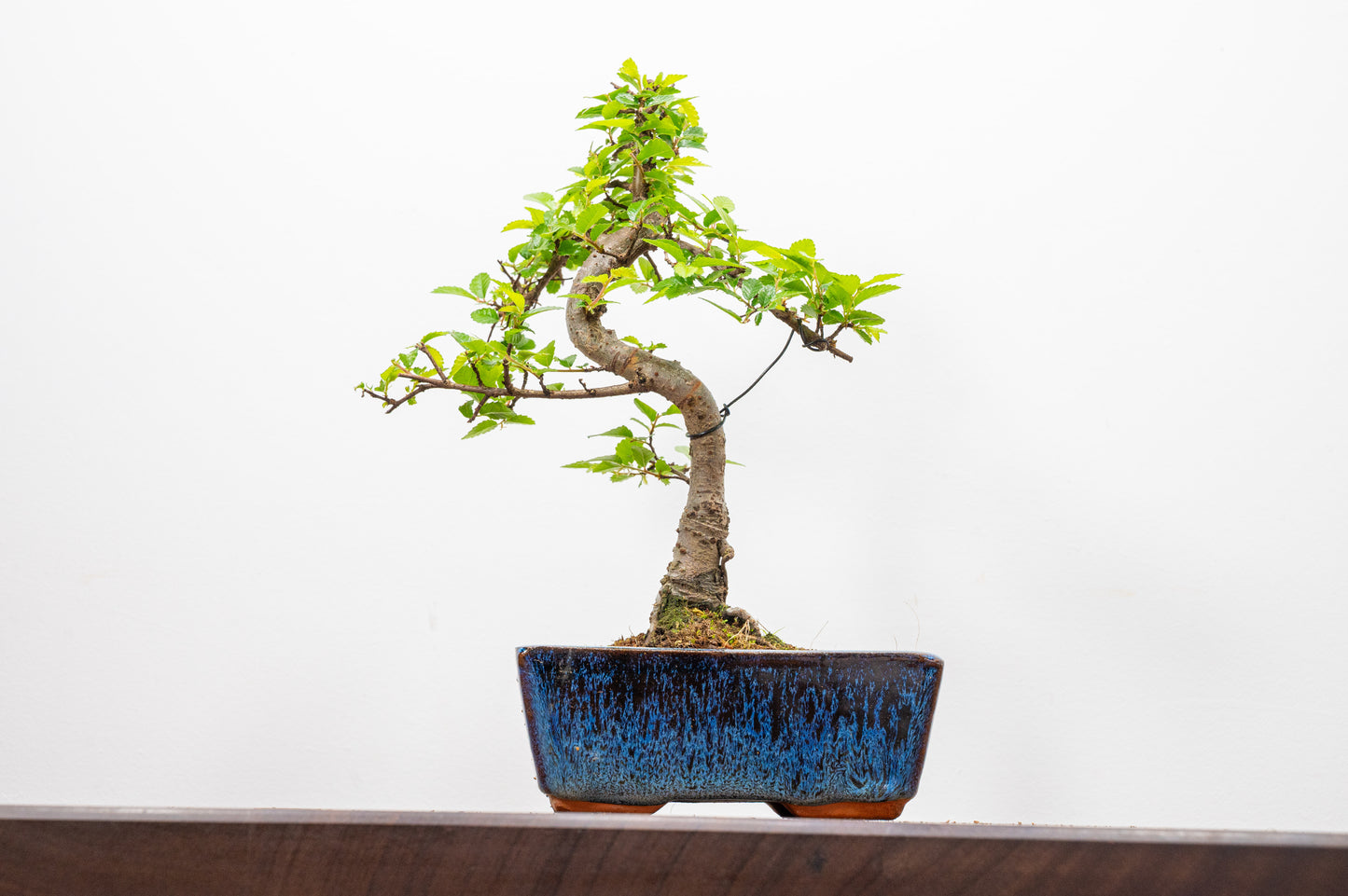 Chinese Elm Bonsai and Care Kit in 15cm Navy Ceramic Pot