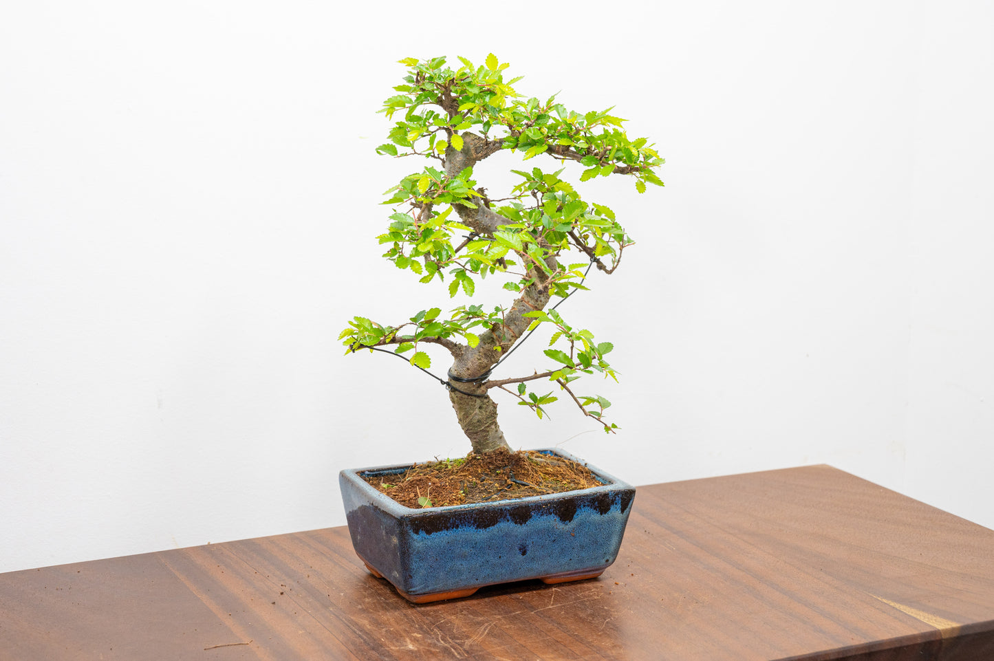 Chinese Elm Bonsai and Care Kit in 15cm Navy Ceramic Pot