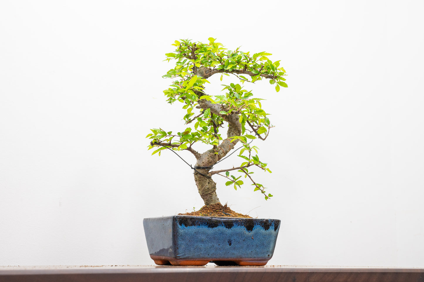 Chinese Elm Bonsai and Care Kit in 15cm Navy Ceramic Pot