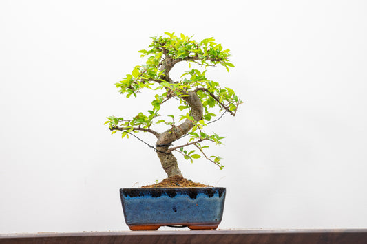 Chinese Elm Bonsai and Care Kit in 15cm Navy Ceramic Pot