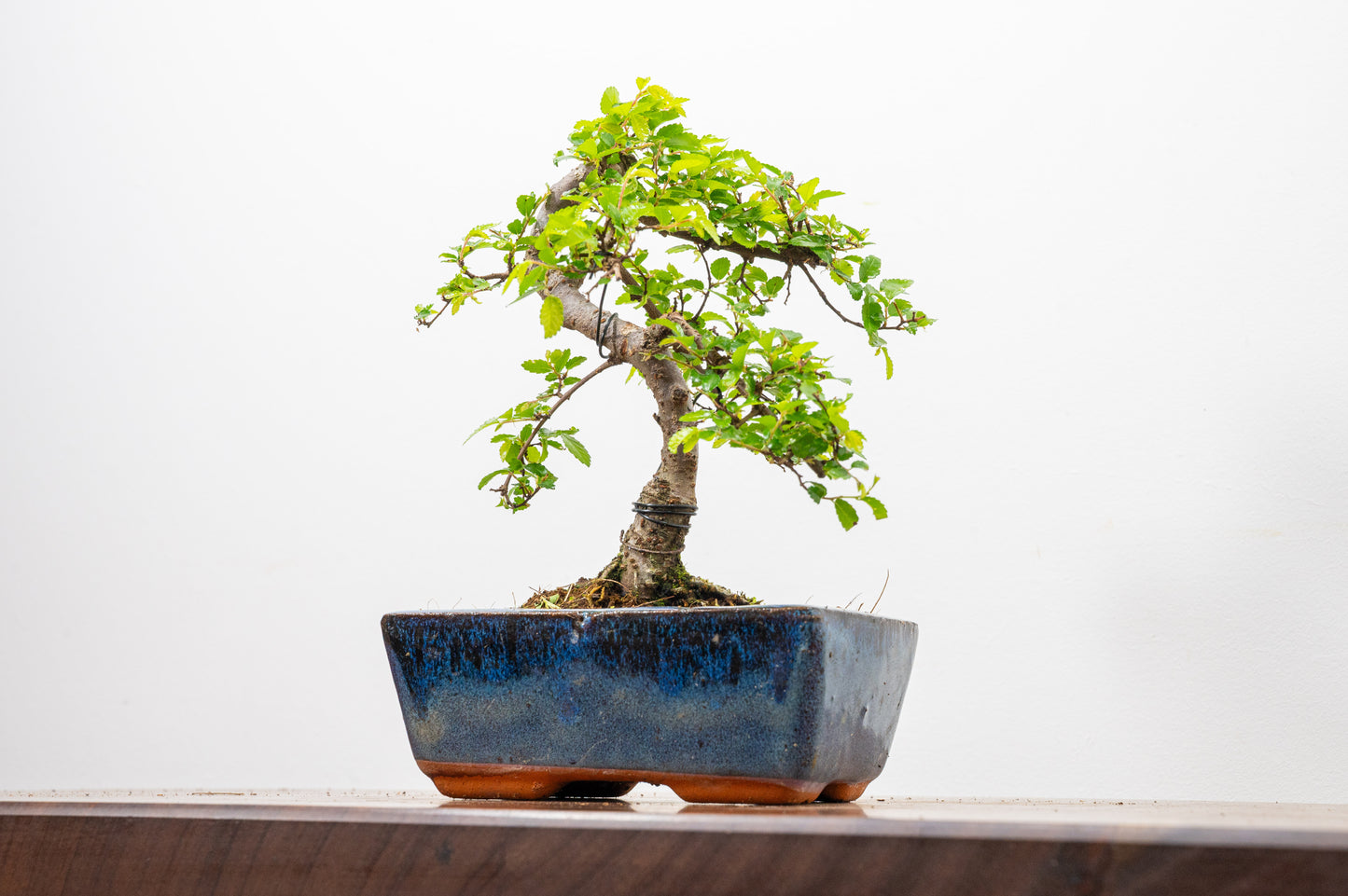 Chinese Elm Bonsai and Care Kit in 15cm Navy Ceramic Pot