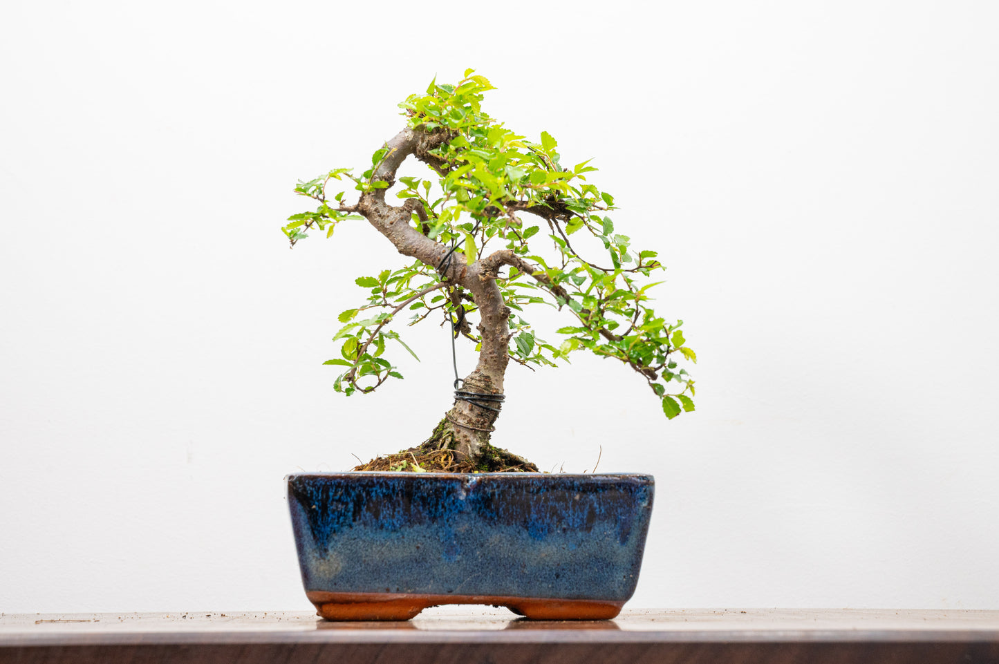 Chinese Elm Bonsai and Care Kit in 15cm Navy Ceramic Pot