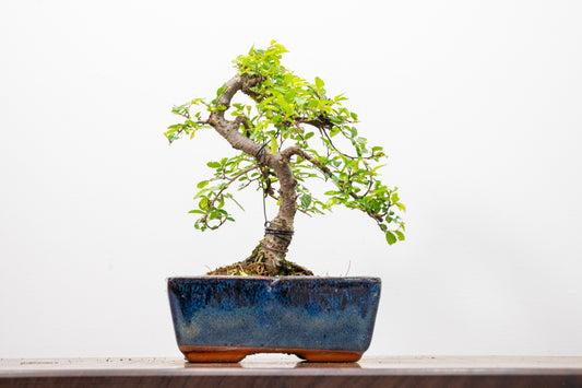 Chinese Elm Bonsai and Care Kit in 15cm Navy Ceramic Pot
