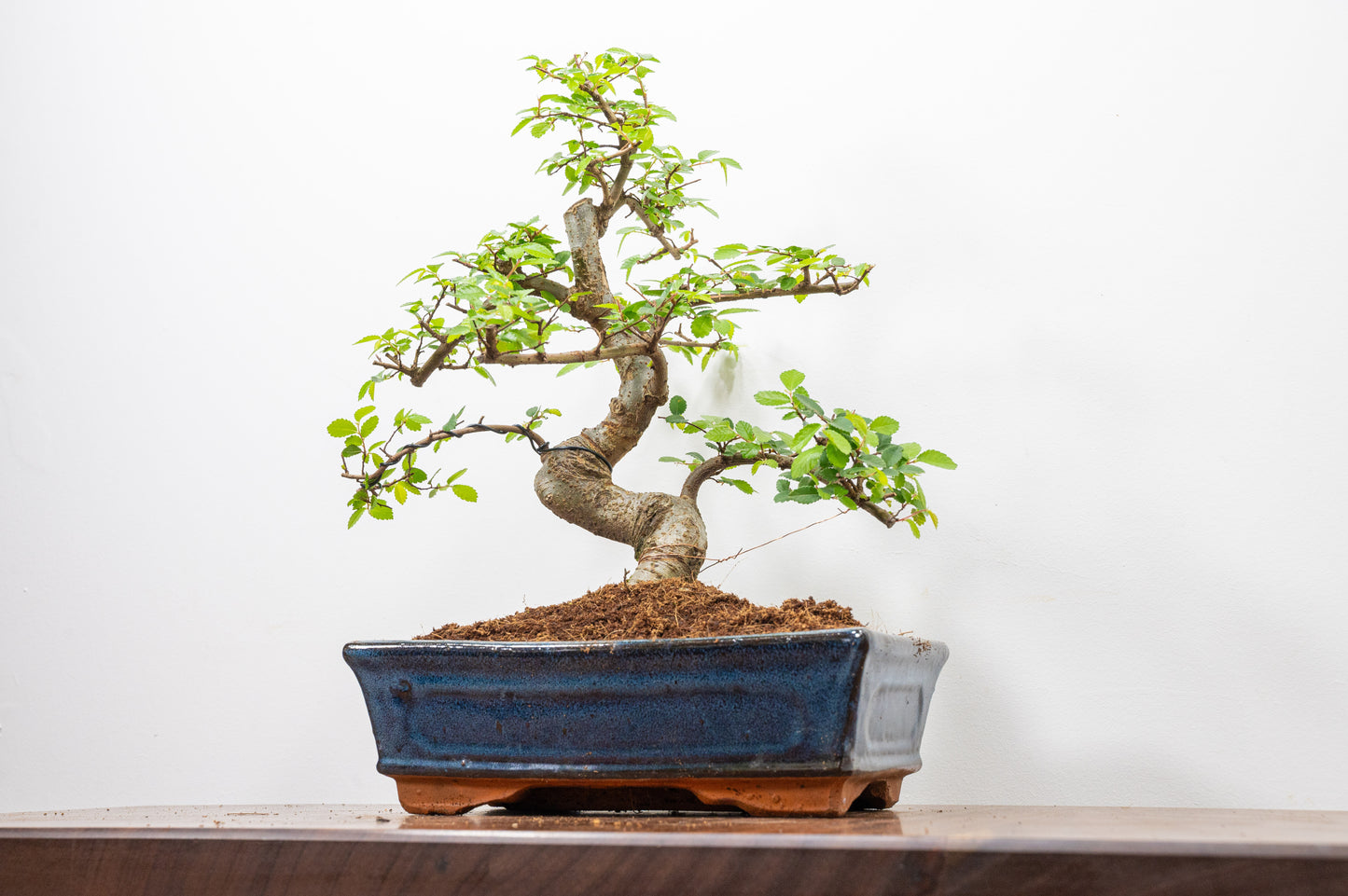 Chinese Elm Bonsai and Care Kit in 25cm Navy Ceramic Pot