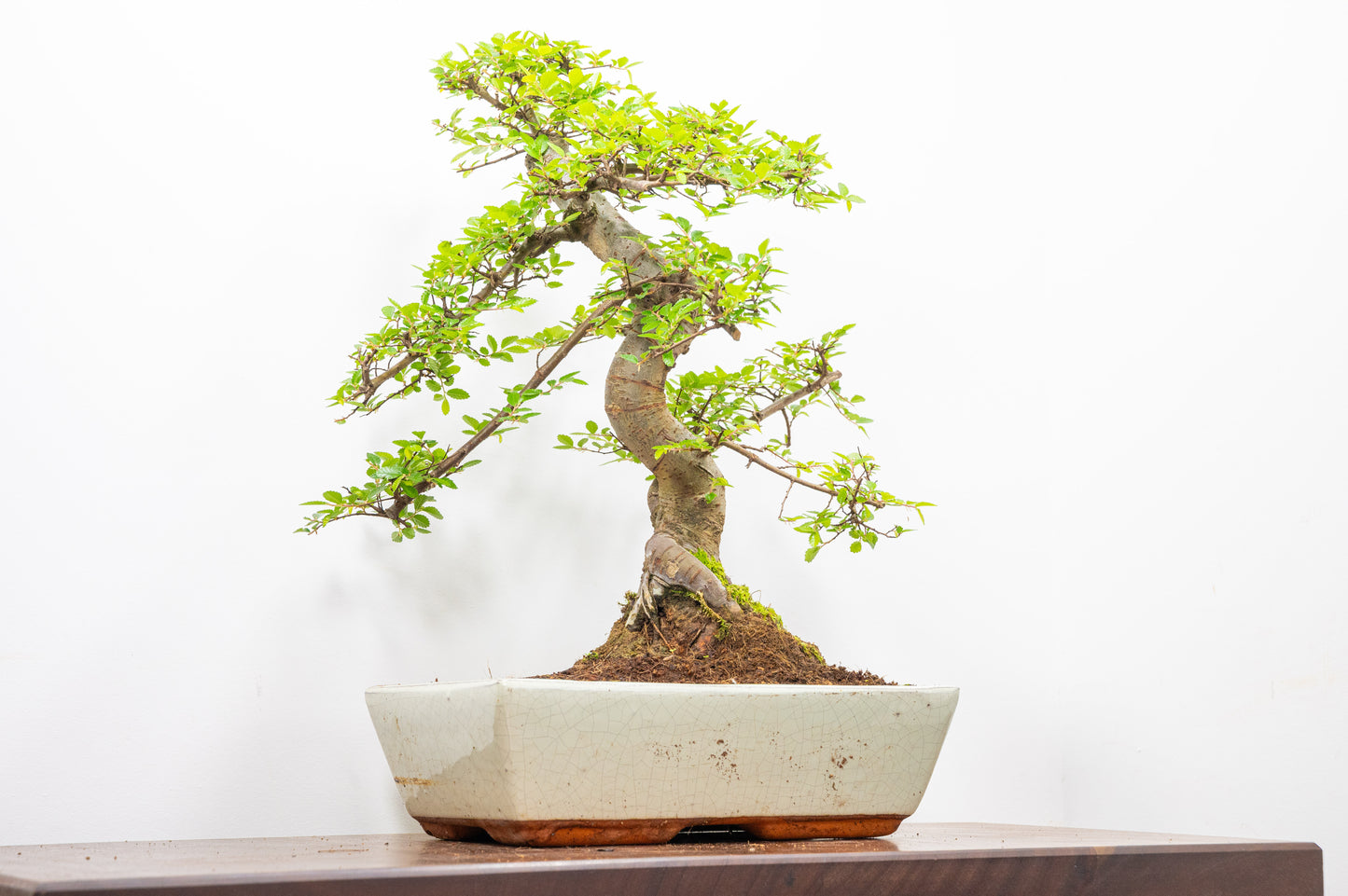 Large Chinese Elm Bonsai in 28cm Cream Pot