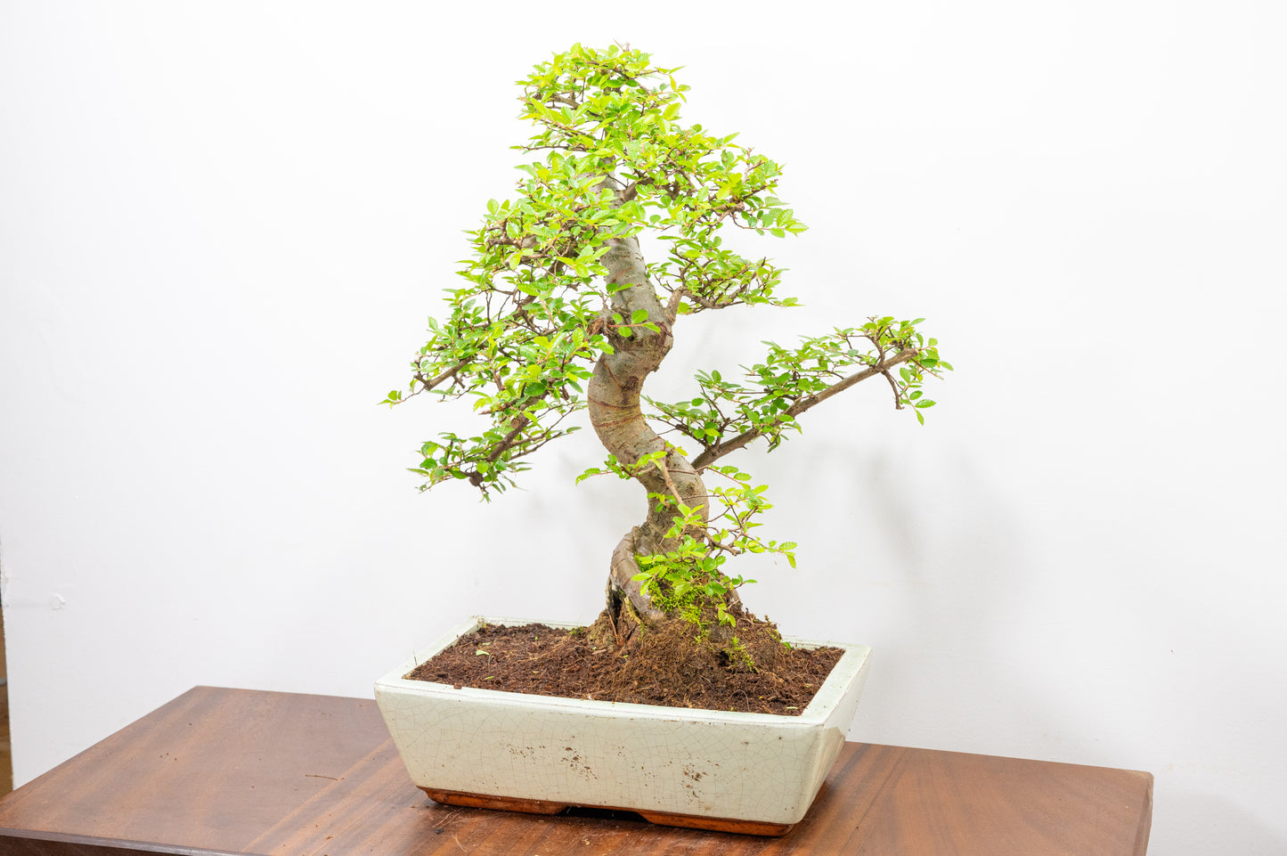 Large Chinese Elm Bonsai in 28cm Cream Pot