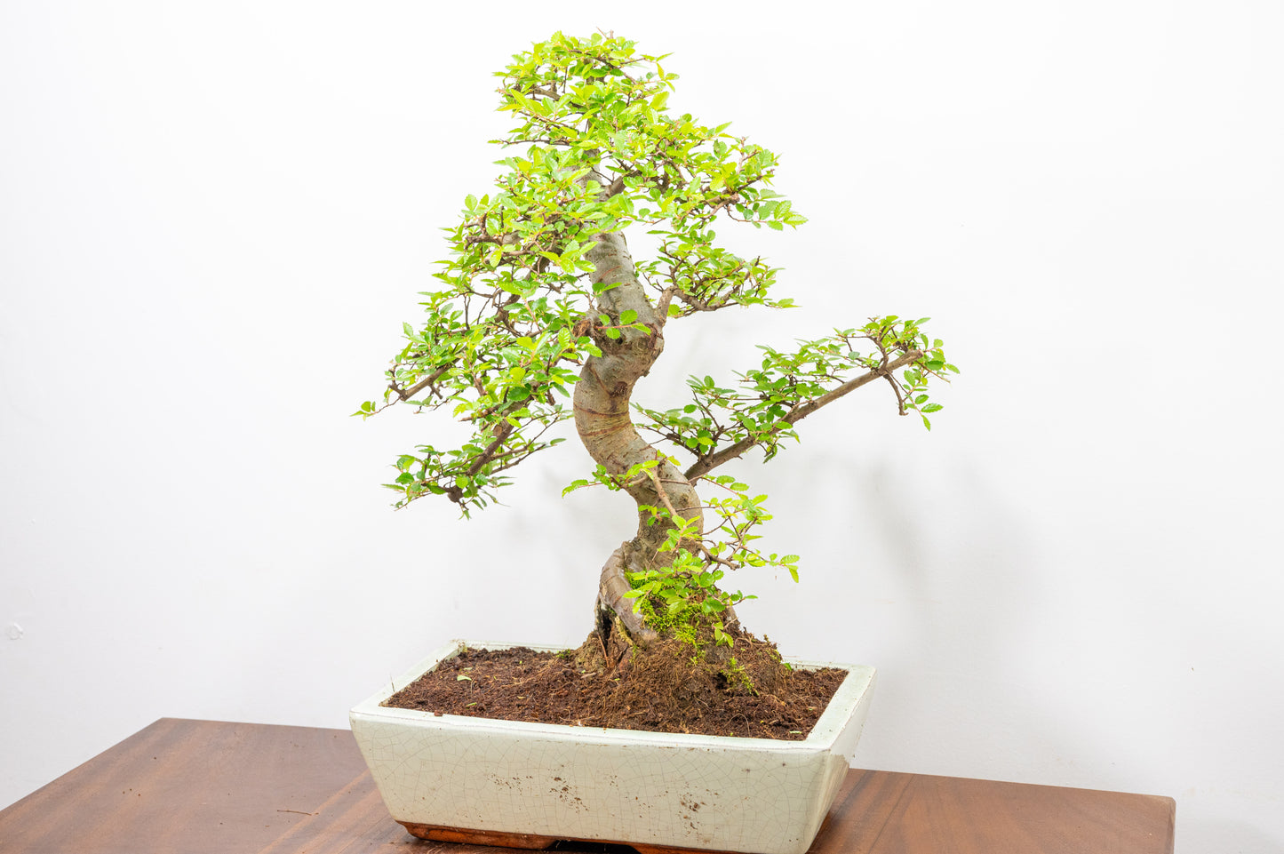 Large Chinese Elm Bonsai in 28cm Cream Pot