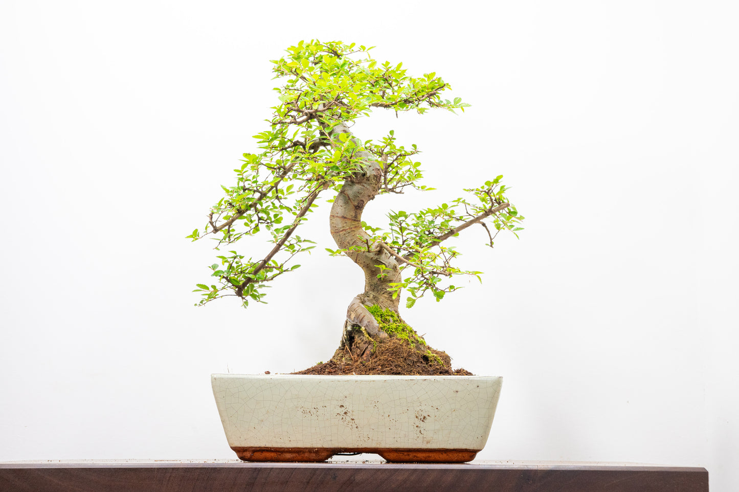 Large Chinese Elm Bonsai in 28cm Cream Pot