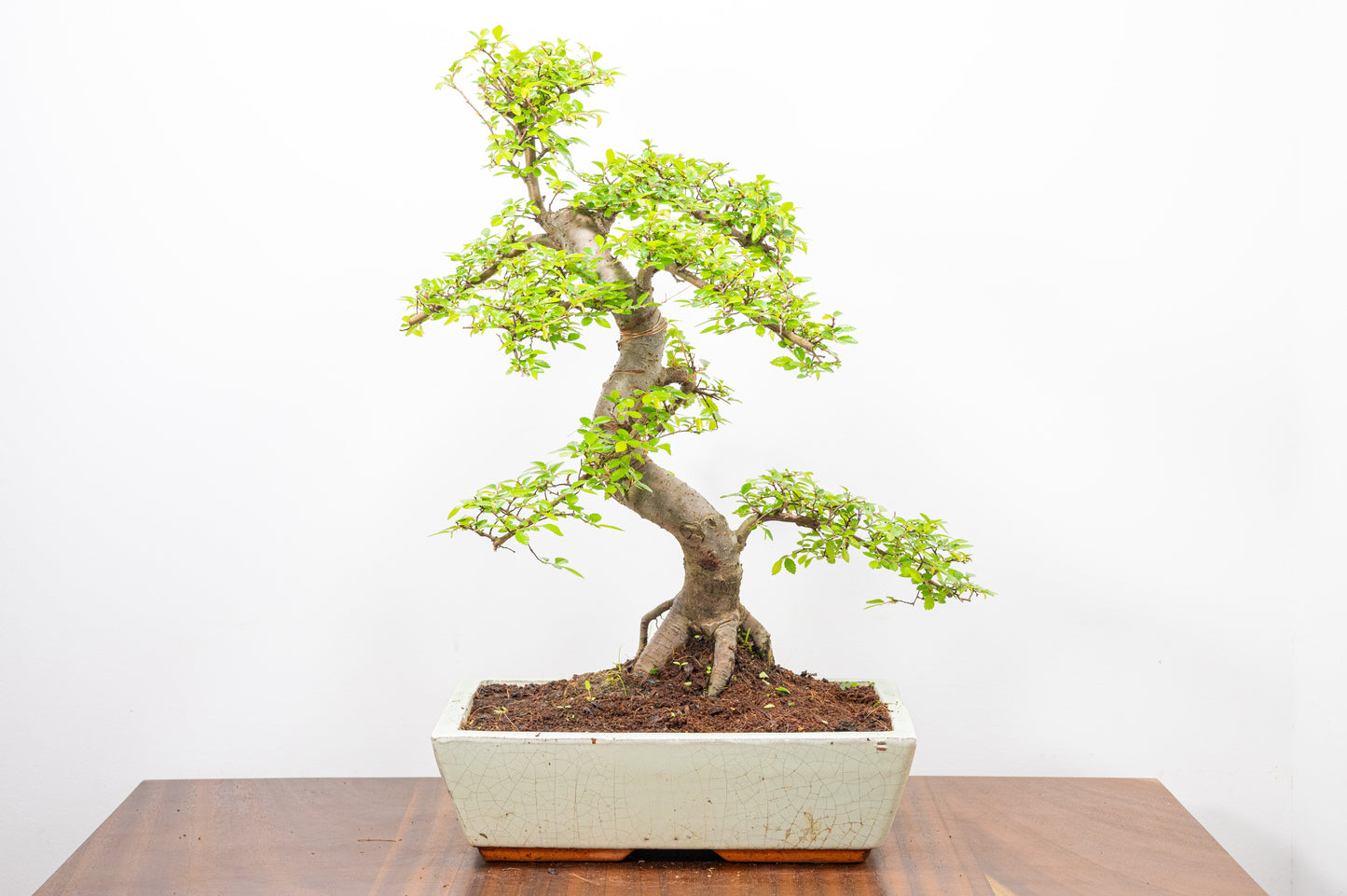 Large Chinese Elm Bonsai in 28cm Cream Pot
