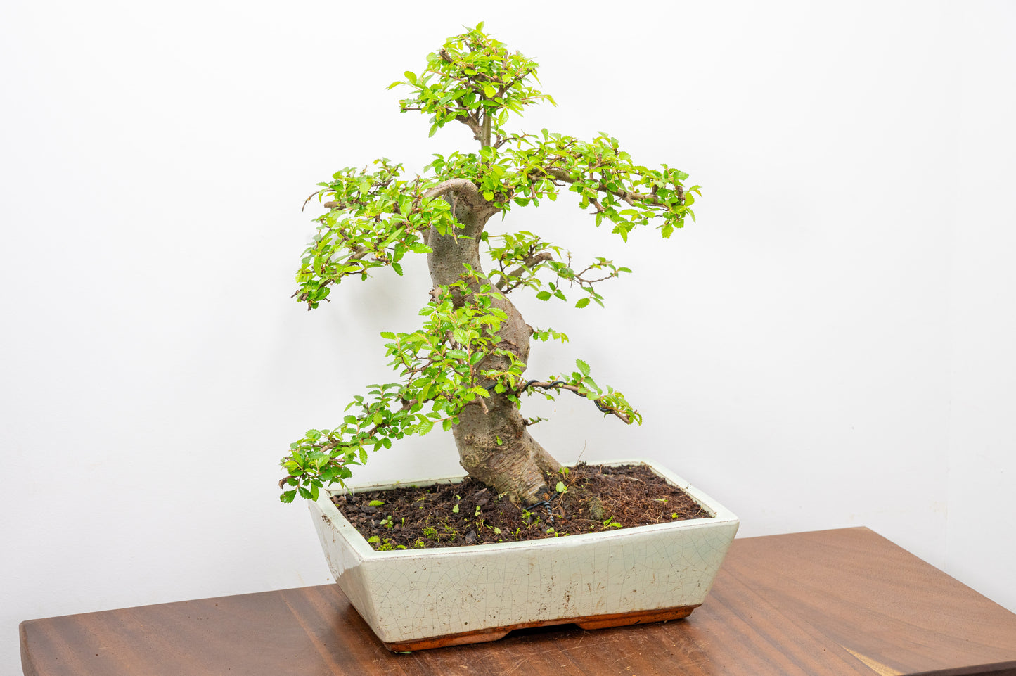 Large Chinese Elm Bonsai in 28cm Cream Pot