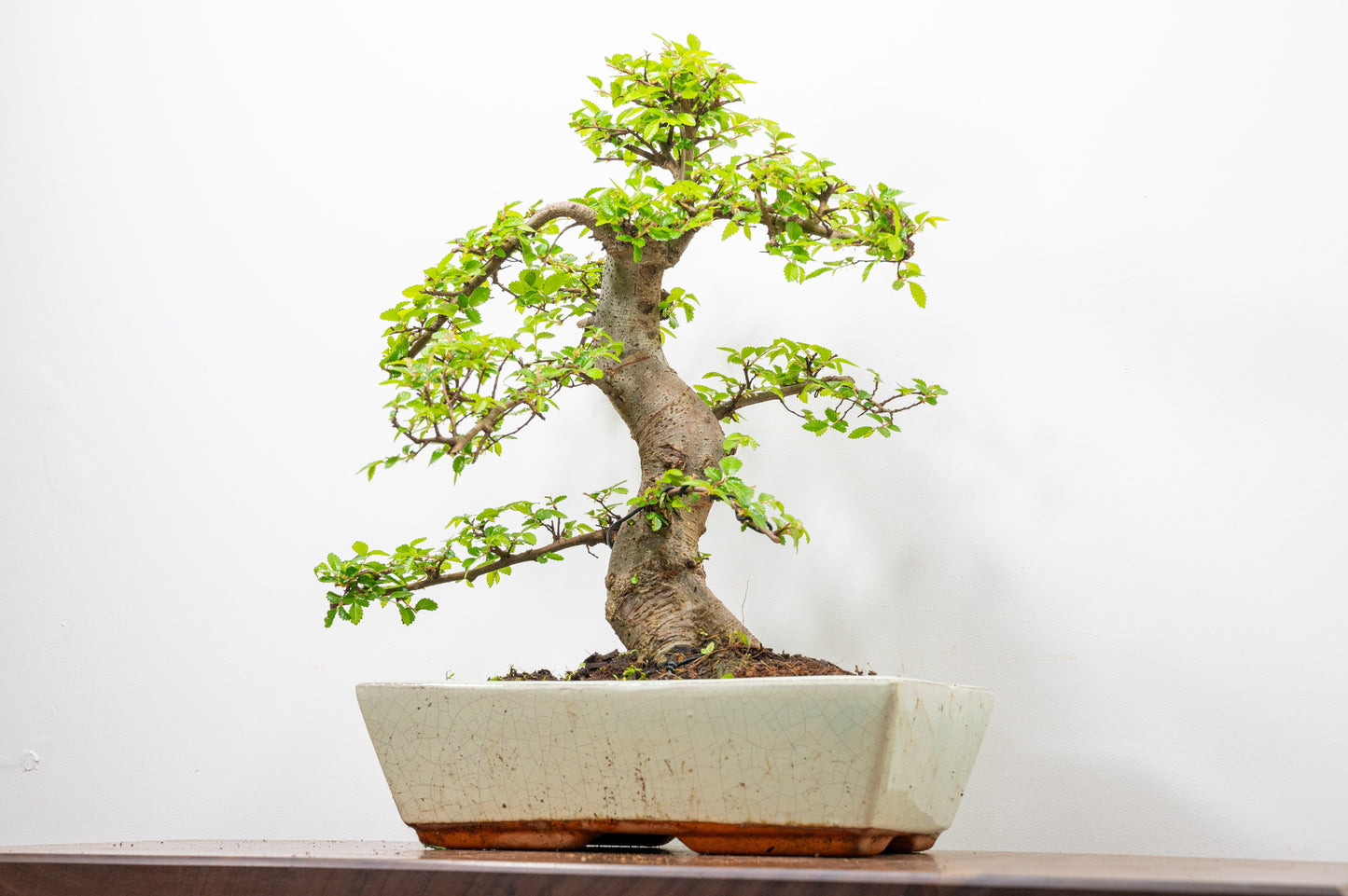 Large Chinese Elm Bonsai in 28cm Cream Pot