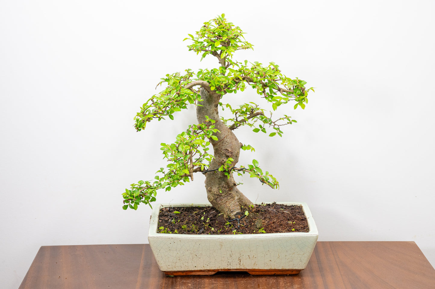 Large Chinese Elm Bonsai in 28cm Cream Pot